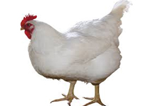 Central Chicken